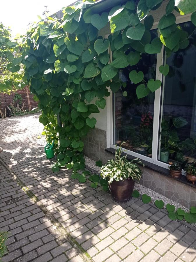 Pokoje Goscinne Cisowa Zelená Hora Exteriér fotografie